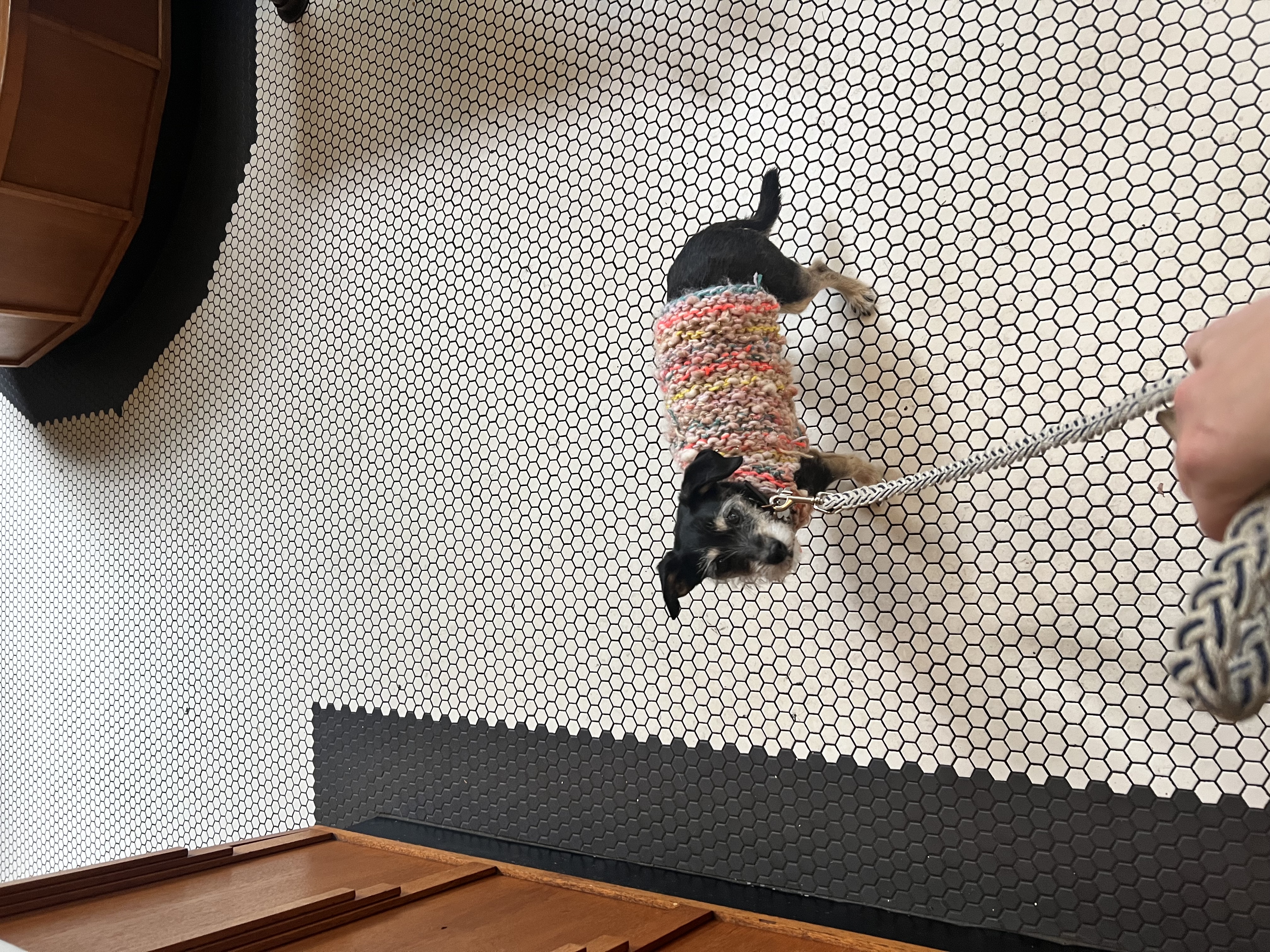 Confetti Sweater for Sully